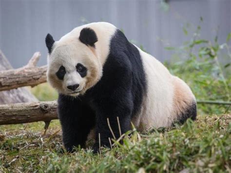 Panda Baby Hopes 40 Tolls Dc March Against Guns News Nearby