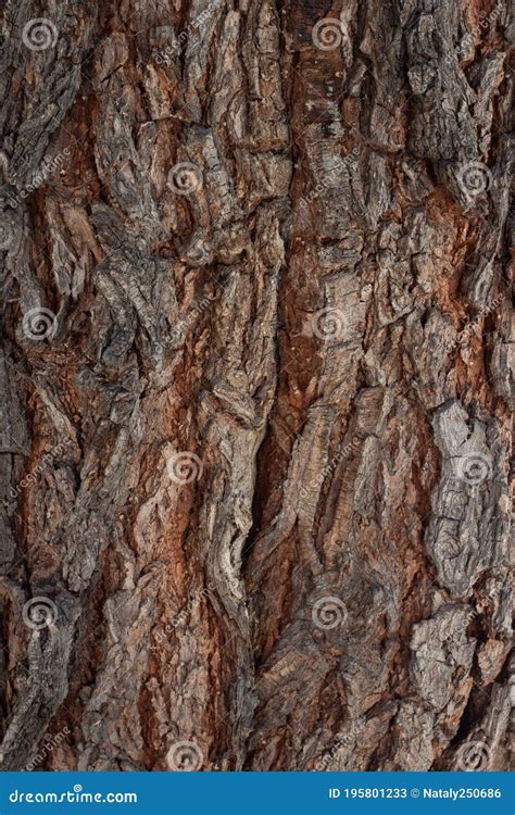 Tree Bark Texture With Rough Surface And Detailed Wooden Pattern Macro