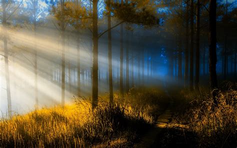 Nature Landscape Sun Rays Forest Path Sunrise Trees Sunlight Grass Mist Wallpapers Hd