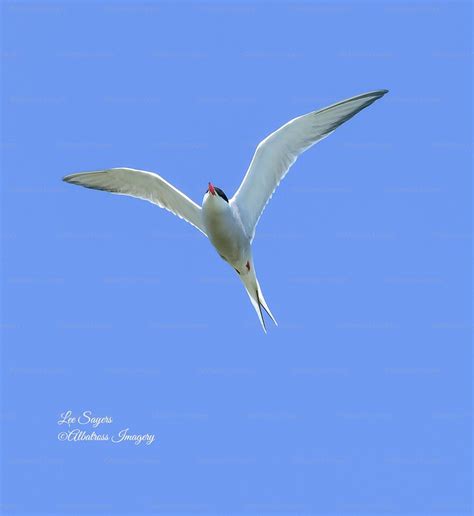 Beautiful Common Tern A Beautiful Common Tern In Flight Flickr