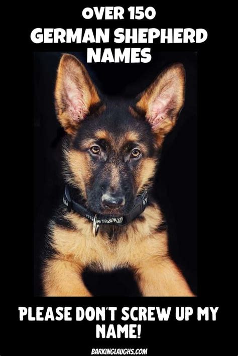 The Best Dog Names For German Shepherds Update 2021 Dog Names
