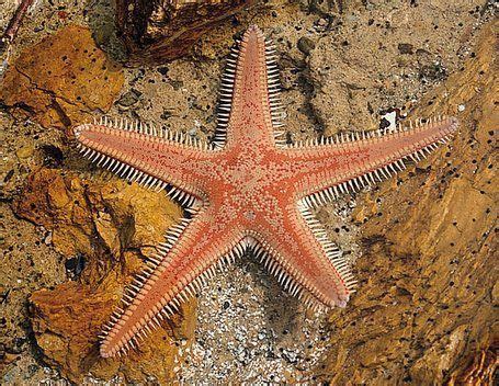 Check spelling or type a new query. Clases de animales. Invertebrados.