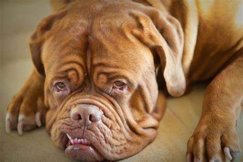 Scopri le offerte e compra da uno dei nostri negozi partner! Dogue de Bordeaux: Razza - Descrizione - Carattere ...