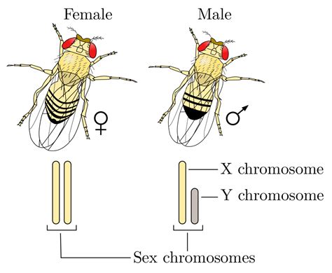 Labs 4 7 Bio2450l Genetics Prof Christopher Blair