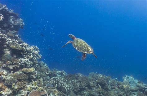 7 Things I Wish I Knew Before Going To Fiji Fiji Turtle Love Sea