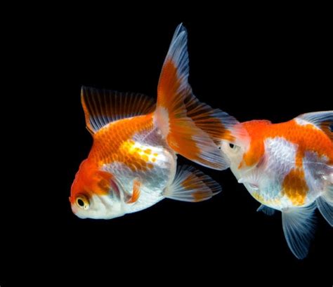 9 Colorful Facts About Goldfish Mental Floss Bubble Eye Goldfish