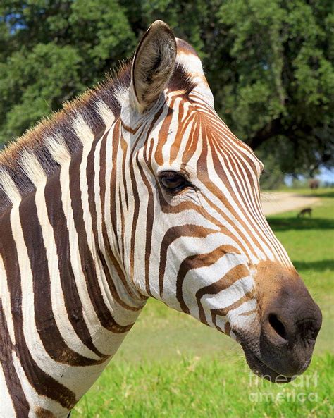 Brown Striped Zebra Photograph By Rachel Munoz Striggow