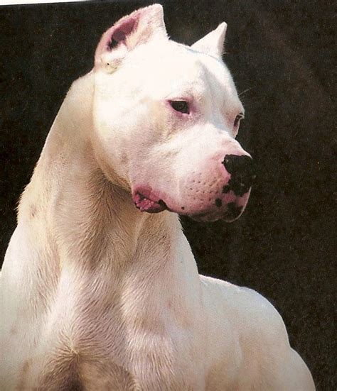 Dogo Argentino Wallpapers Wallpaper Cave