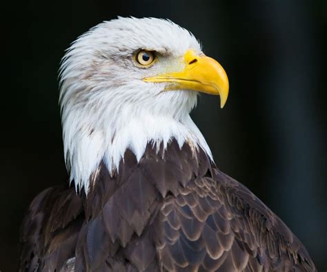 4 Types Of Eagles Found In The United States 2024 Bird Watching Hq