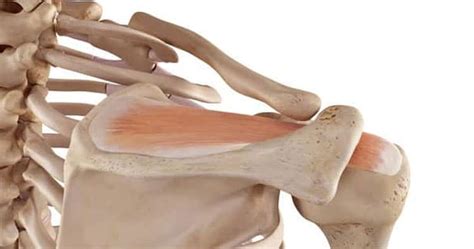 Rotator Cuff Impingement Syndrome Sydney Physio Clinic