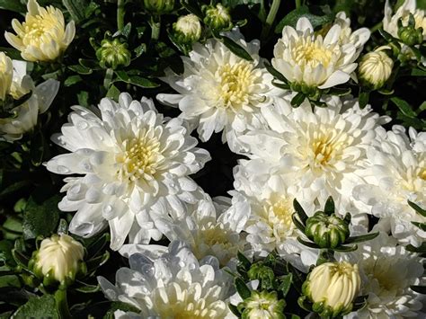 Different Types Of Gorgeous Chrysanthemums In 2021 Chrysanthemum