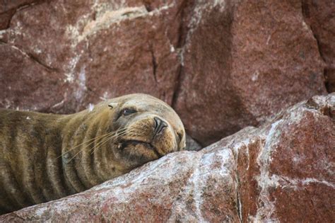 Sea Lion Islas Ballestas Paracas National Reserve Peru The
