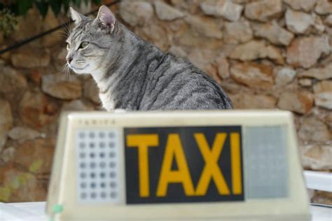 Taxi Animalier Lorient Pour Le Transport De Votre Chat Ou Chien