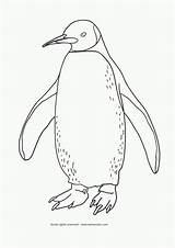 Penguin Coloring Emperor Chinstrap Clipart Adelie Funny Gentoo Penguins U8hiddtziyc Printable Result Google Clip Popular Collections Sheets Getcolorings Library Cliparts sketch template