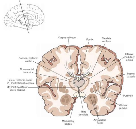 The Forebrain Organization Of The Central Nervous System Part 1