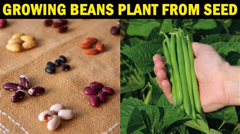 How To Grow Beans From Seed How To Grow Beans At Home Youtube