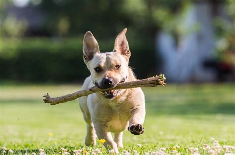 Why Do Dogs Like To Eat Sticks Cuteness