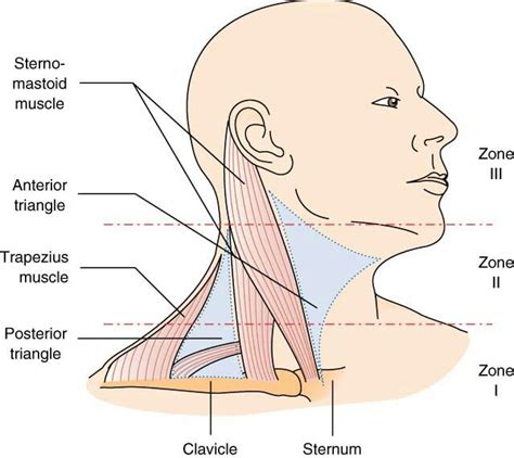 Platysma And Scm Are To Anatomical Landmark Scm Dived Neck Into To