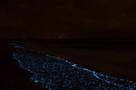 7 Best Places To See Dazzling Bioluminescence Bioluminescent Plankton