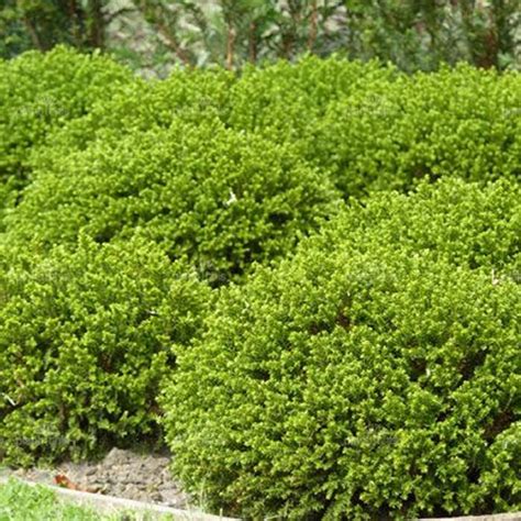 Evergreen shrubs maintain most of their green leaves throughout the growing season. 3 X HEBE 'GREEN MOUND' EVERGREEN SHRUB HARDY GARDEN PLANT ...
