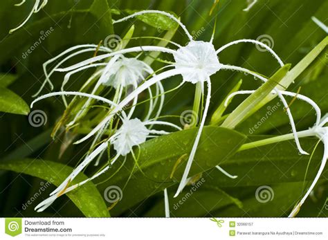 White Star Lily Stock Image Image Of Botany Life