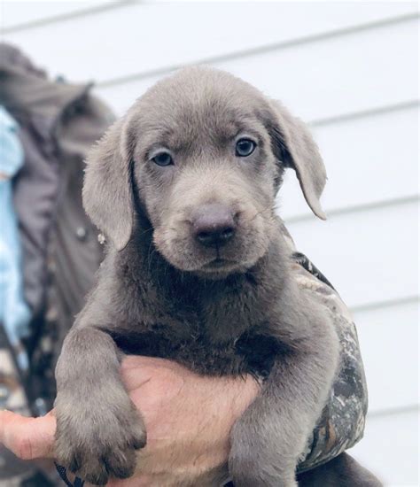 Lancaster puppies advertises puppies for sale in pa, as well as ohio, indiana, new york and other states. Silver Lab Retriever Puppies for Sale (With images) | Cute ...