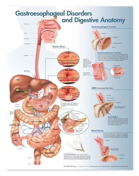 Pin By Anita Callan On Infomed Gastroenterology Anatomy Digestive