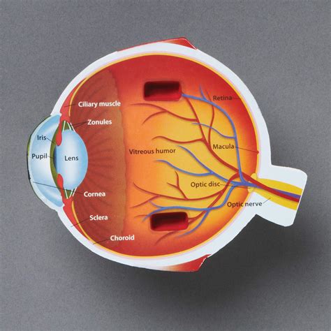 Galleon Learning Resources Cross Section Human Eye Model Biology