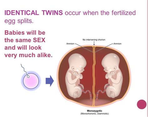 Can Twin Pregnancies Be Produced Using Ivf If Only One Embryo Is