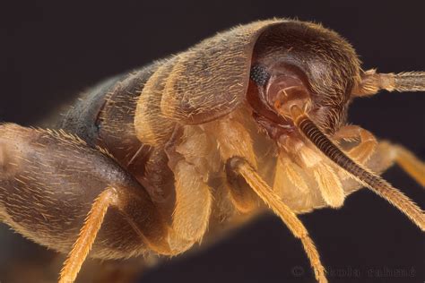 Ant Loving Cricket At 116x Myrmecophilus Acervorum Ortho Flickr
