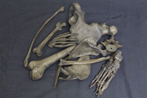 1 Dozen Assorted Bones Prop Dapper Cadaver Props
