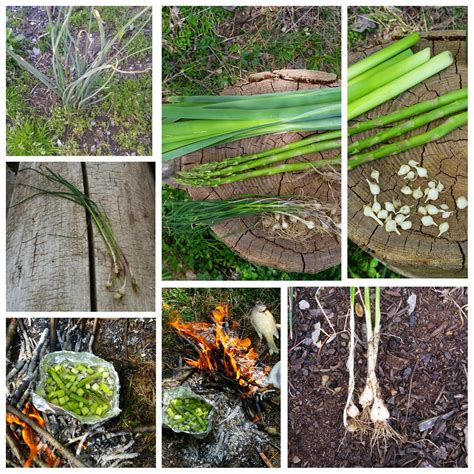 The 7 Ps Blog Wild Ediblemedicinal Wild Onion Allium Canadense