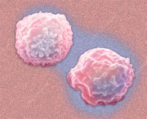 Neutrophils White Blood Cell Leukocyte Stock Image C0058376