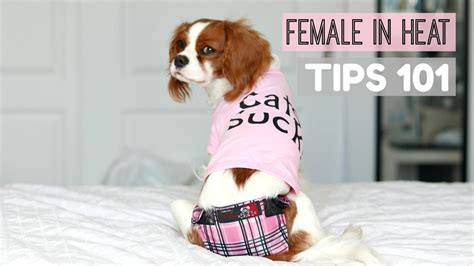 Female Dog In Heat Tips 101 What To Do Herky The Cavalier