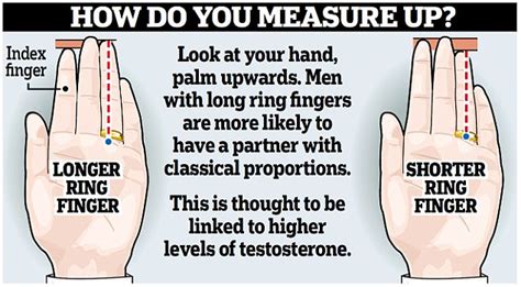 Length Of Mens Ring Finger Linked To Build Of Partner Daily Mail Online