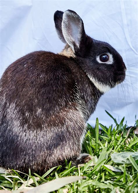 Wilden - Male Rabbit in NSW - PetRescue