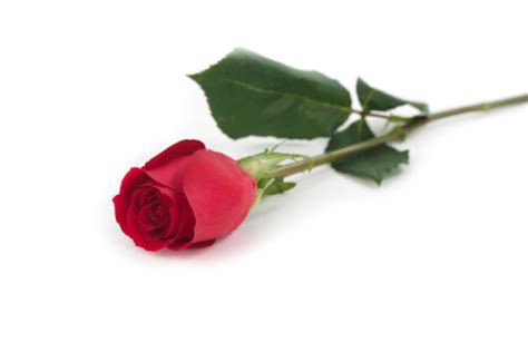 Isolated Red Rose Stock Photo Download Image Now Istock