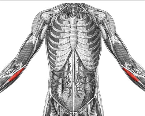Full Muscular Anatomy