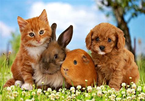 Cats Little Friends Friend Dog Sweet Cute Animal Bunny Orange