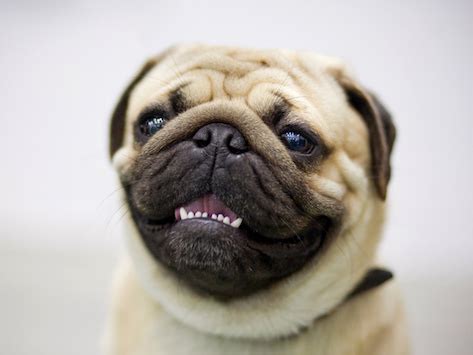 So.be my guest to go inside a bulldog's mouth and count all the teeth that he/she has. Dogs and Teeth Chattering: What You Need to Know | PetMD
