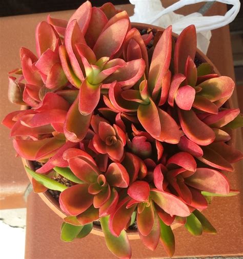 Maybe you would like to learn more about one of these? Fiori A Grappoli Gialli Verdognoli / Piante Grasse / Fiori ...
