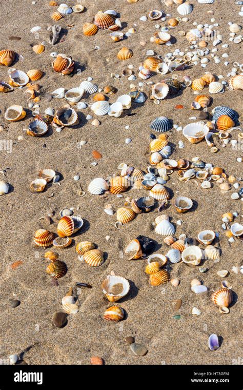 Shell On Sandy Beach Hi Res Stock Photography And Images Alamy