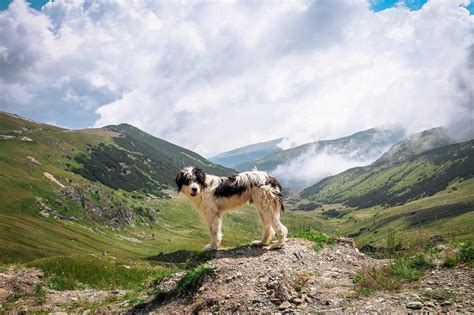 Initially, the road was a mere shepherd's trail, and its name back then kept the curious folk away. Transalpina Road - A scenic drive in Romania - Daily ...