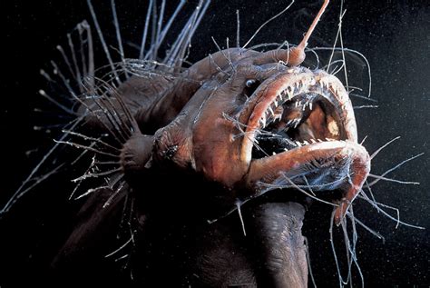 Creatures From The Deep Sea That Will Absolutely Give You Nightmares