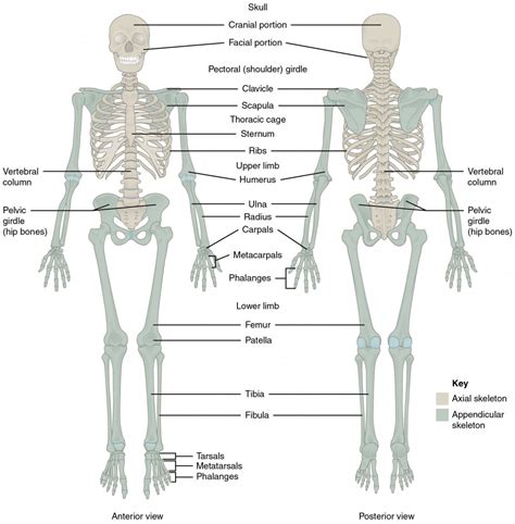 Human Body Bones Diagram This Difference In The Number Of Bones Helps