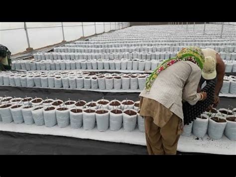 Greenhouse Soil Less Cultivation Step Youtube