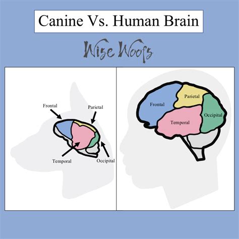 Canine Vs Human Brain Wise Woofs