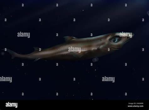 Dwarf Lantern Shark Etmopterus Perryi Hi Res Stock Photography And
