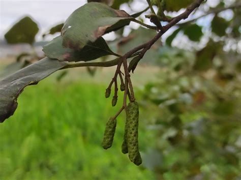 Alnus Spp Mill Biodiversidade