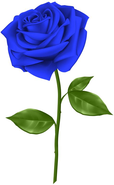 Blue rose Flower Clip art - Blue Rose Transparent PNG Clip Art png png image